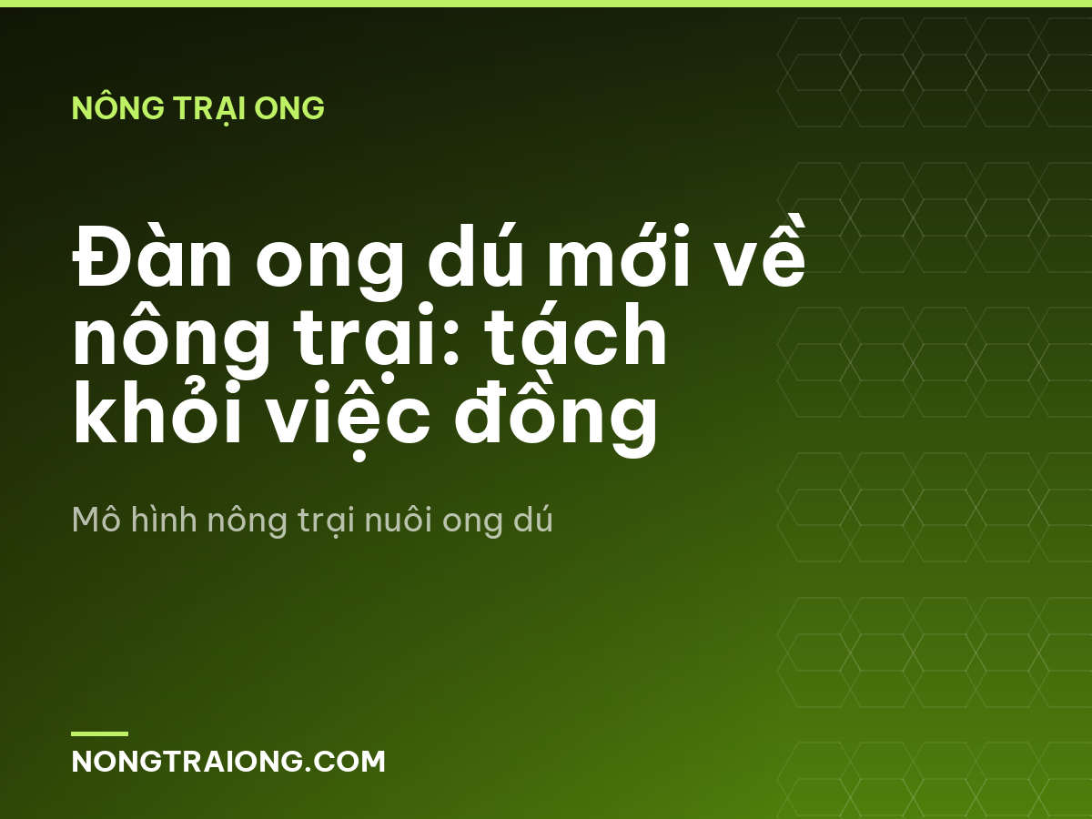 Đàn ong dú mới về nông trại: tách khỏi việc đồng
