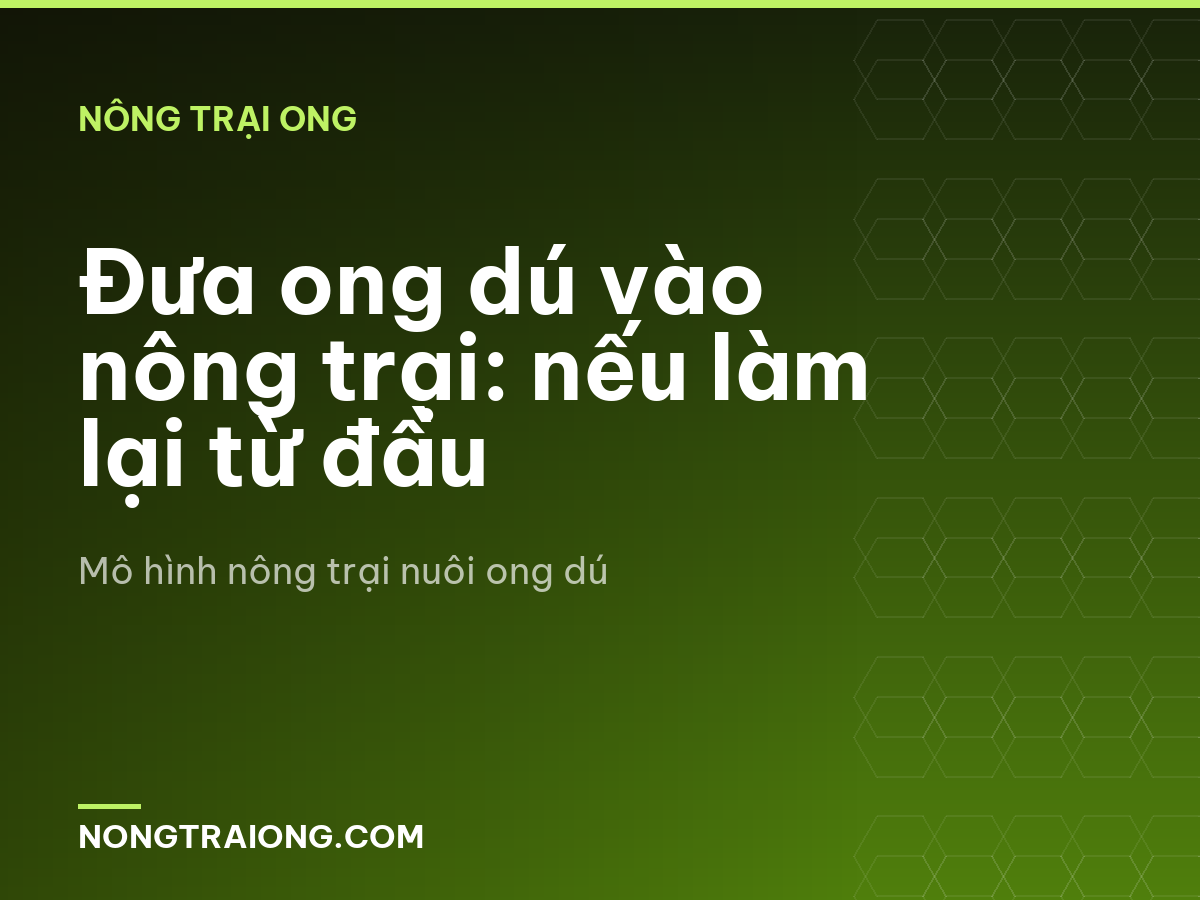 Đưa ong dú vào nông trại: nếu làm lại từ đầu