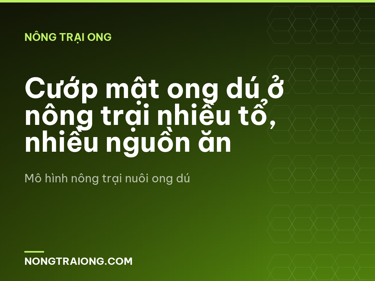 Cướp mật ong dú ở nông trại nhiều tổ, nhiều nguồn ăn