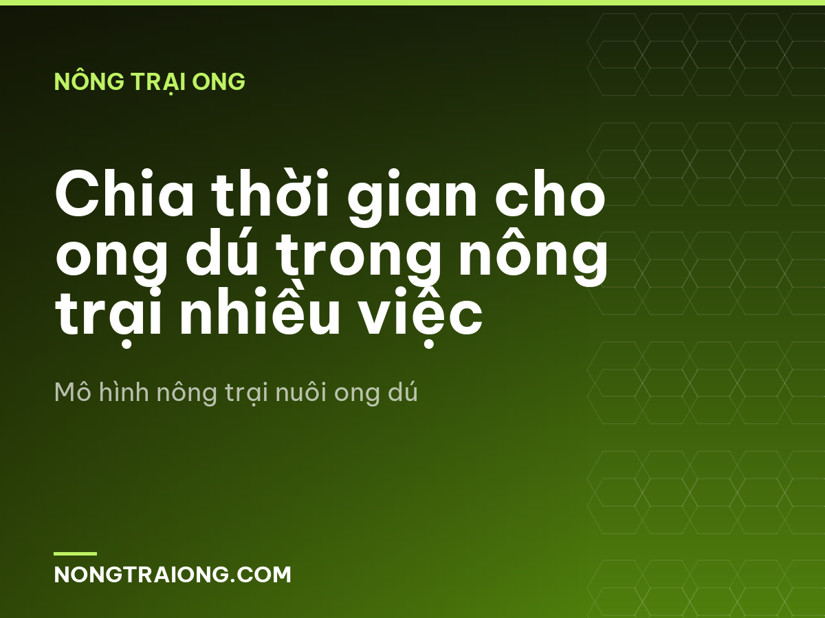 Chia thời gian cho ong dú trong nông trại nhiều việc
