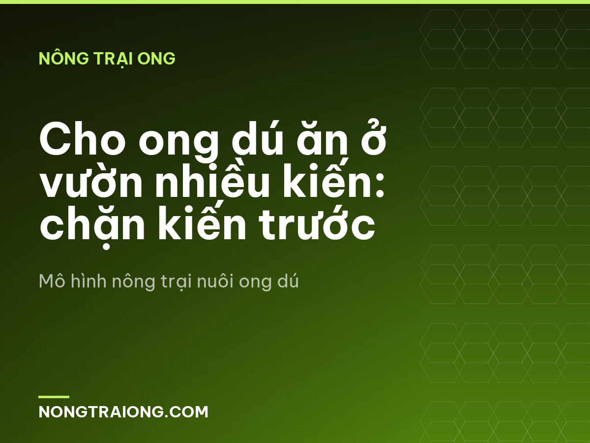 Cho ong dú ăn ở vườn nhiều kiến: chặn kiến trước