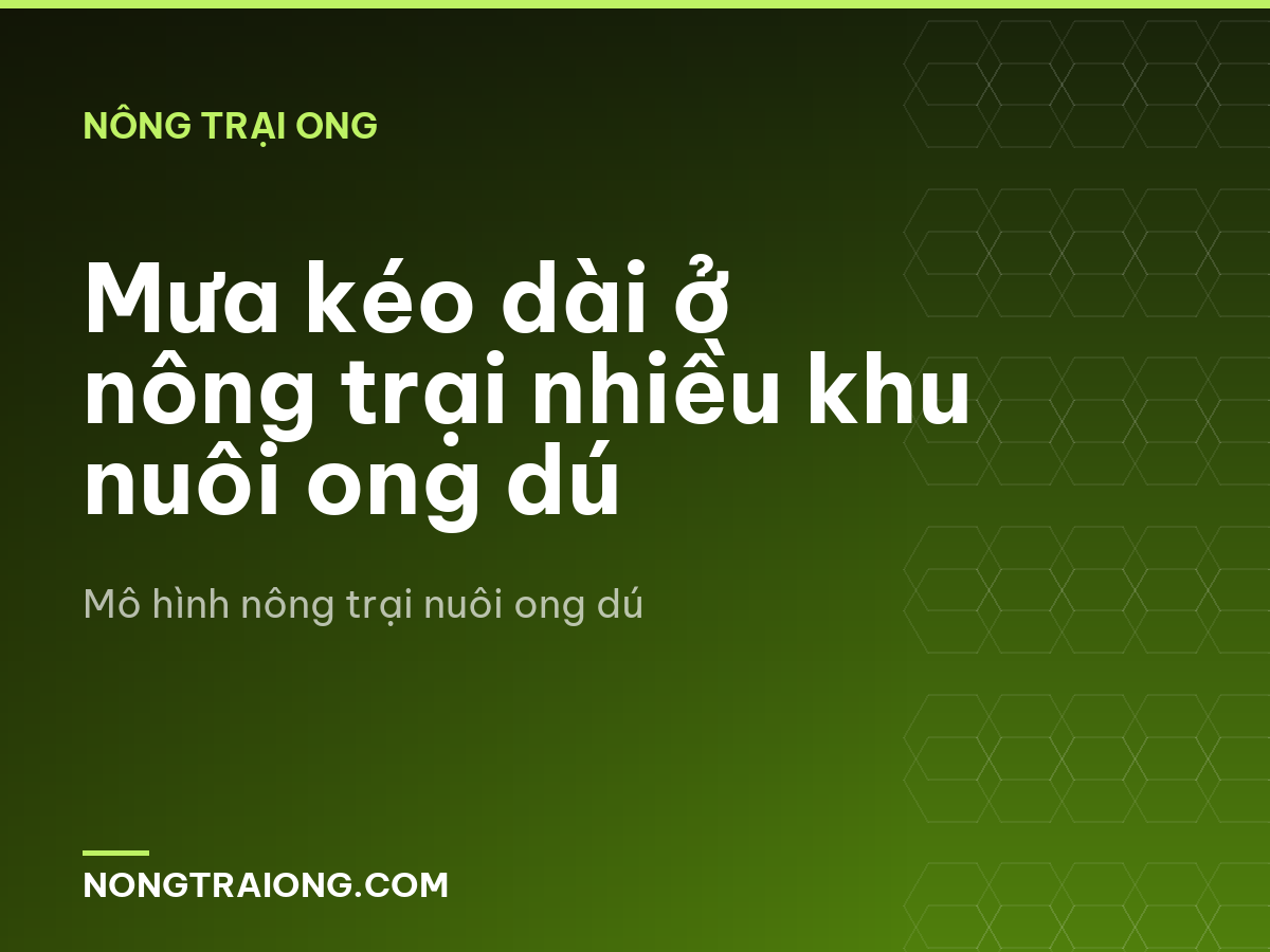 Mưa kéo dài ở nông trại nhiều khu nuôi ong dú
