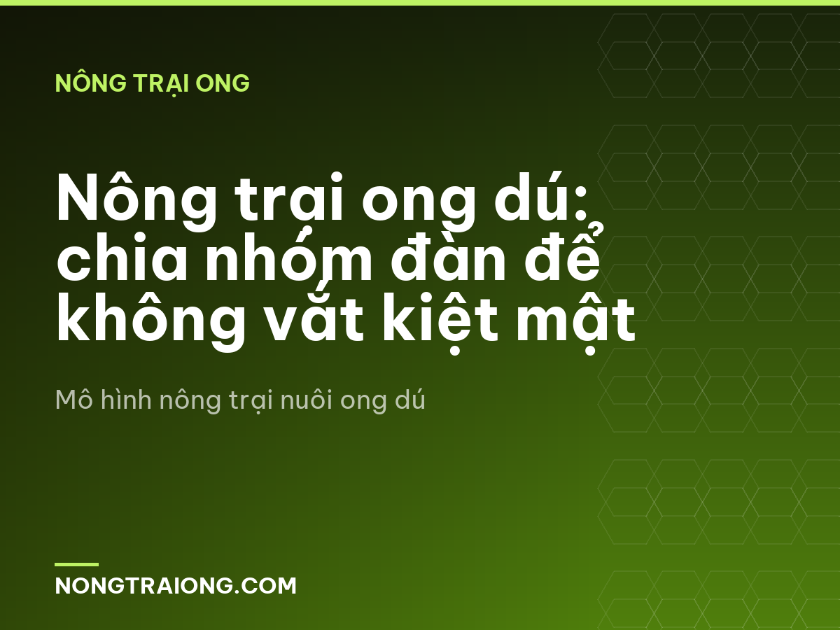 Nông trại ong dú: chia nhóm đàn để không vắt kiệt mật