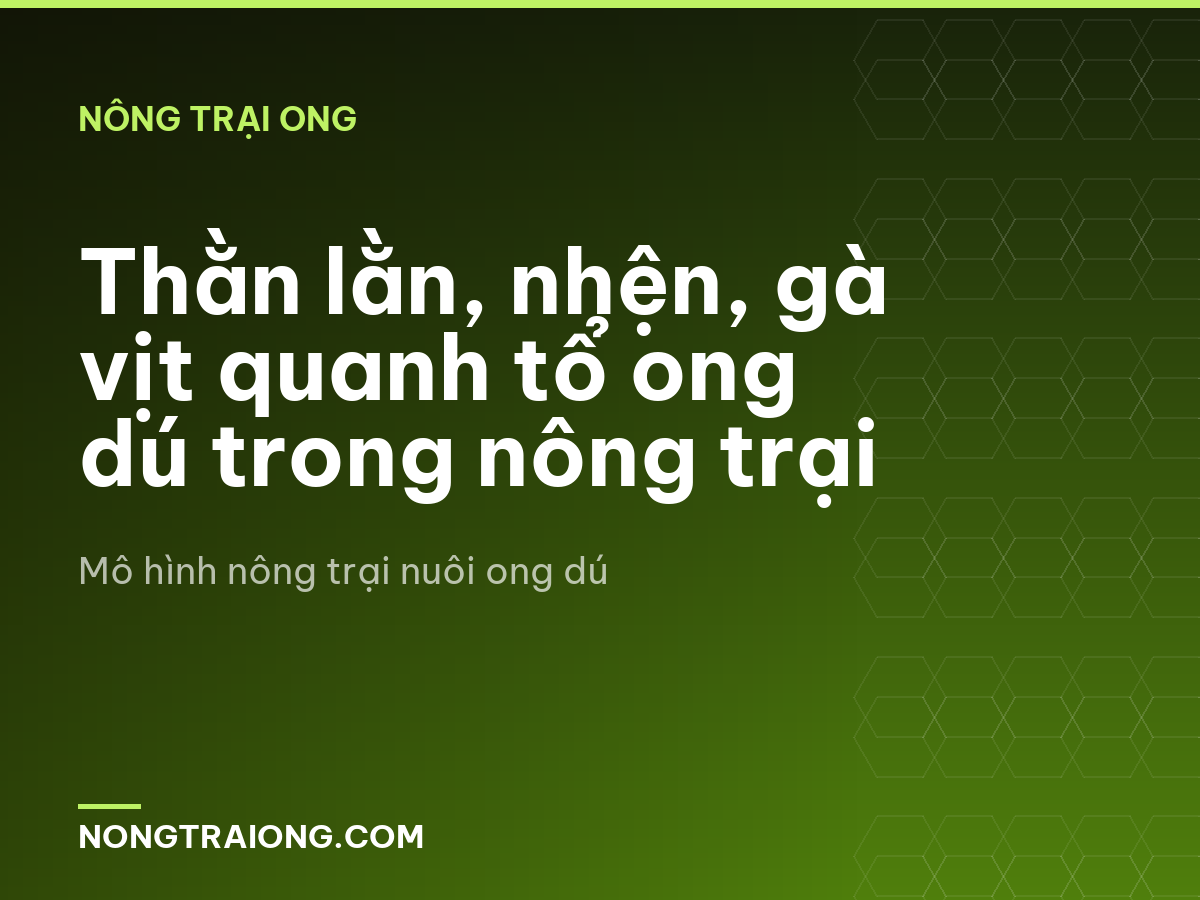 Thằn lằn, nhện, gà vịt quanh tổ ong dú trong nông trại