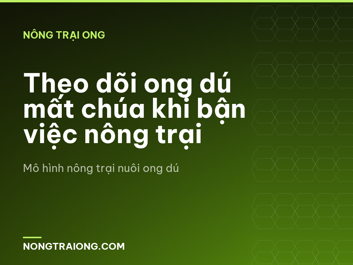 Theo dõi ong dú mất chúa khi bận việc nông trại